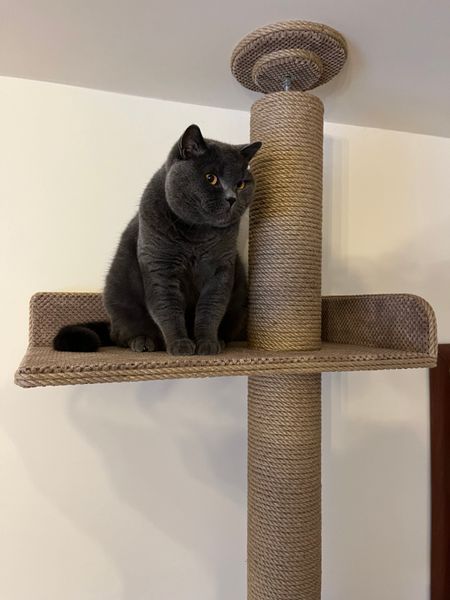 Котодерево до стіни, 253 см, джут, відтінок тканини №28 653 фото
